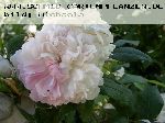 Jacques Cartier (wei�) - Rosa Damascena