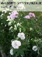 Jacques Cartier (wei�) - Rosa Damascena