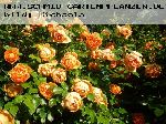 Pat Austin - Englische Rosen