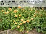 Pat Austin - Englische Rosen