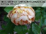 Pat Austin - Englische Rosen