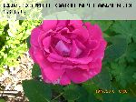 American Beauty - Remontant Rosen