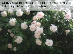 Madame Alfred Carri�re - Noisette Rosen
