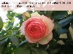 Pierre de Ronsard ('Eden Rose 85') - Moderne Strauchrosen