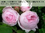 Muscosa - Rosa Centifolia Muscosa