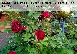 William Shakespeare - Englische Rosen