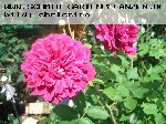 William Shakespeare - Englische Rosen