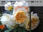 Crown Princess Margareta - Englische Rosen