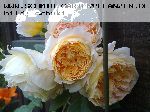 Crown Princess Margareta - Englische Rosen