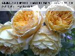 Crown Princess Margareta - Englische Rosen