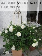 Schneewittchen ('F�e des Neiges') - Moderne Strauchrosen