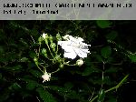 Guirlande d'Amour - Kletterrosen und Rambler