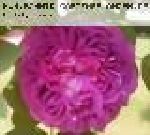 Reine de Violettes - dunkle Variante
(vermutlich: 'Centifolia � fleurs doubles violettes') - Remontant Rosen