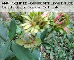 Viridiflora - China Rose