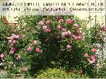 Mary Rose - Englische Rosen