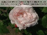 Mary Rose - Englische Rosen
