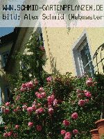 Mary Rose - Englische Rosen
