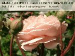 AUSlea - Englische Rosen