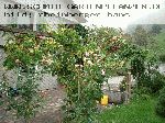 AUSlea - Englische Rosen