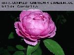 Heather Austin - Englische Rosen