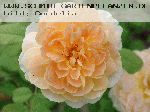 Molineux - Englische Rosen