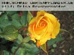 Dune - Rosen von Delbard