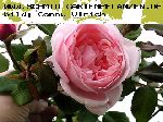Nah�ma - Rosen von Delbard