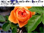 Pat Austin - Englische Rosen