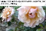 Ruffles Dream - Moderne Patio- Bodendecker und Ruffle Rosen
