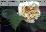 Gloire de Dijon - Kletterrosen und Rambler
