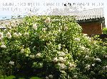 Madame Alfred Carri�re - Noisette Rosen