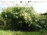 Madame Alfred Carri�re - Noisette Rosen