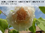 Madame Alfred Carri�re - Noisette Rosen