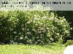 Madame Alfred Carri�re - Noisette Rosen