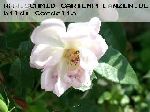 Queen of the Musk - Rosa Moschata