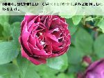 Baron Girod de l'Ain - Remontant Rosen