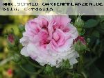 Ispahan - Rosa Damascena