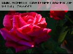 Hugh Dickson - Remontant Rosen