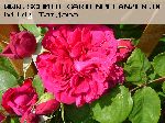 Tess of the d'Urbervilles - Englische Rosen