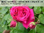Tess of the d'Urbervilles - Englische Rosen