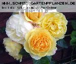 Graham Thomas - Englische Rosen