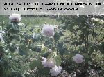 Madame Alfred Carri�re - Noisette Rosen