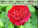 L. D. Braithwaite - Englische Rosen