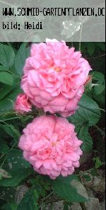 Ispahan - Rosa Damascena