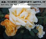Goldstern - Moderne Kletterrosen