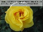 Goldstern - Moderne Kletterrosen
