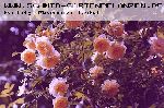 The Pilgrim - Englische Rosen