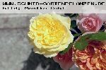 The Pilgrim - Englische Rosen