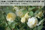The Pilgrim - Englische Rosen