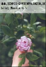 Reine de Violettes - helle Variante - Remontant Rosen